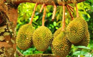 榴莲视频成人午夜福利