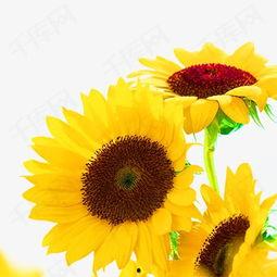 成人向日葵视频下载地址,如何轻松下载成人向日葵视频，畅享精彩内容