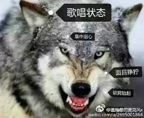 成人可以打赢狼吗视频,揭秘人类与狼的生死较量