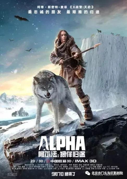 成人可以打赢狼吗视频,揭秘人类与狼的生死较量